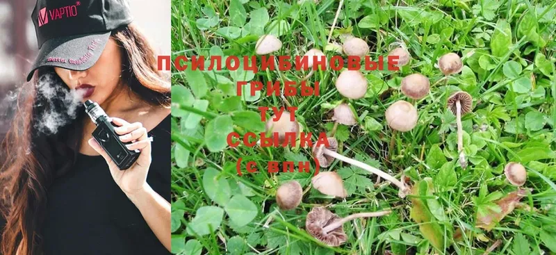 блэк спрут сайт  Нахабино  Псилоцибиновые грибы Psilocybe 